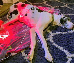 Great Dane lying on a rug with a glowing red light therapy pad on its hip