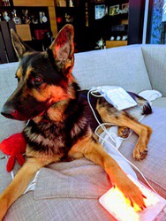 German Shepherd resting on a couch with a white LED light therapy pad on its back