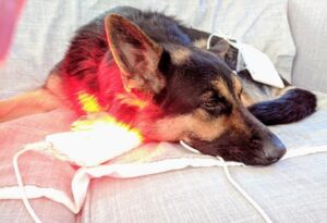 German Shepherd lying on a couch next to a glowing red LED pad