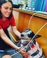 Person gently holding a small black-and-white dog during a red light therapy session