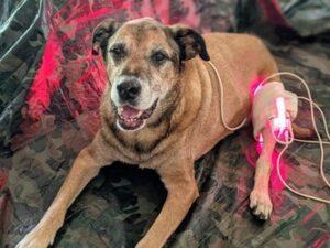 Tan dog lying down with a glowing red light therapy wrap on its front leg