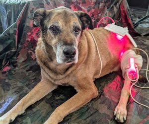 Senior tan dog resting with a red LED light therapy wrap around its front leg