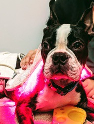 Boston Terrier looking at the camera while a red LED therapy pad is held against its chest