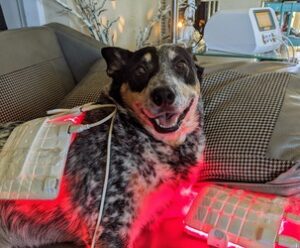 Australian Cattle Dog relaxing on a pillow with a red LED light therapy pad on its back