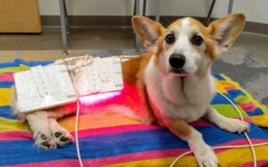 Corgi lying on a striped towel with an LED light therapy pad over its front legs