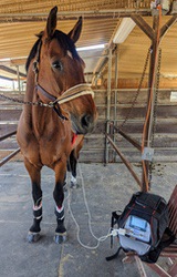 Brown horse standing in a barn stall during an LED light therapy session