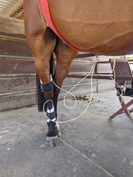 Horse's lower leg wrapped in an LED light therapy pad with cables, in a barn stall
