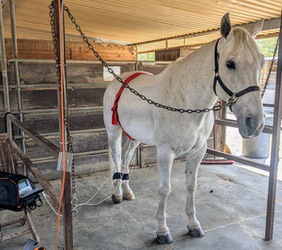 White horse in a barn stall with LED light therapy wraps on its legs