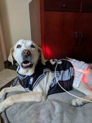 Senior yellow Labrador in a sweater, smiling, with an LED light therapy pad on its side